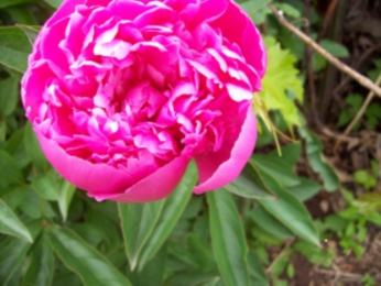 pink peony